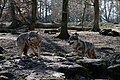 * Nomination Loups communs au parc animalier de Sainte-Croix. --Musicaline 06:15, 21 September 2021 (UTC) * Decline  Oppose Sorry, IMHO not sharp enough. --Domob 05:53, 29 September 2021 (UTC)