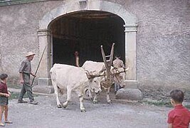 Lourdaises attelées devant une grange étable, à Bourréac, en 1965
