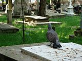 Polski: Lublin - ul. Lipowa - cmentarz prawosławny - gołąb siedziący na nagrobku English: Lublin - Lipowa street - Orthodox cemetery - pigeon on tomb