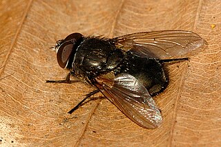 <i>Lucilia pilosiventris</i> Species of fly