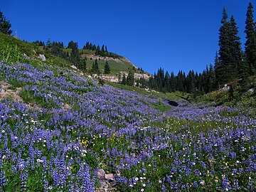 Lupine wildflowers along loop trail