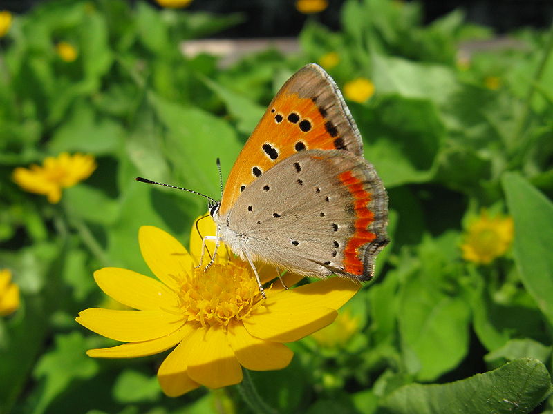 File:Lycaena phlaeas daimio1.jpg