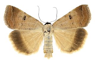<i>Lygephila lubrica</i> Species of moth