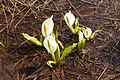 ミズバショウ Lysichiton camtschatcense