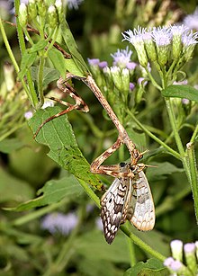 MANTIS, TEXAS UNICORN (Phyllovates chlorophaea) (10-30-2015) národní centrum motýlů, mise, hidallgo co, tx -03 (22520228644) .jpg