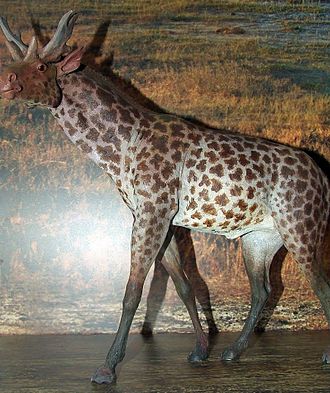 Sivatherium was a relative of giraffes with deer-like forehead weapons. MEPAN Sivatherium.jpg