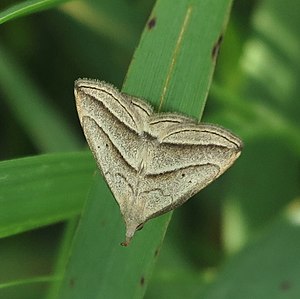 Macrochilo absorptalis (Slant-lined Owlet Moth).jpg