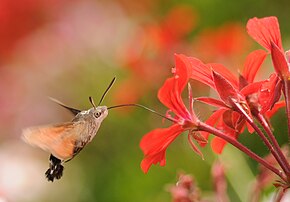 Macroglossum stellatarum (définition réelle 1 896 × 1 321)