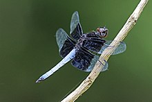 Madagascar jungle skimmer (Thermorthemis madagascariensis) male.jpg