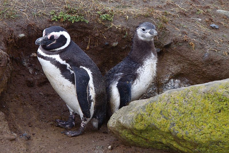 File:Magellanic Penguin adult and chick at their burrow (4312425231).jpg