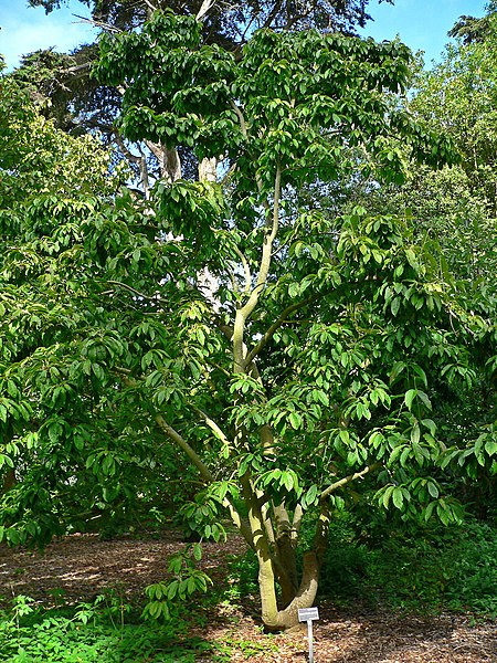 Ngọc lan Bảo Hoa