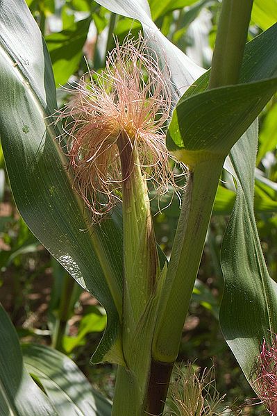 File:Maiskolben auf dem Feld.jpg