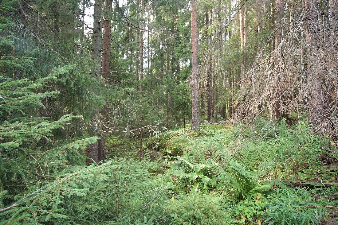 Mallusjoen vanha metsä