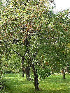 Malus florentina