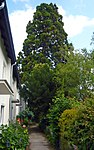 Sequoia tree (Sequoiadendron giganteum)