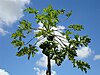 Carica papaya