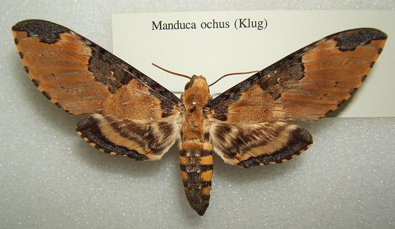 File:Manduca ochus sjh.JPG