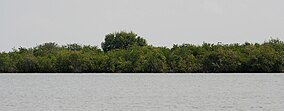 Mangroves W IMG 6896.jpg