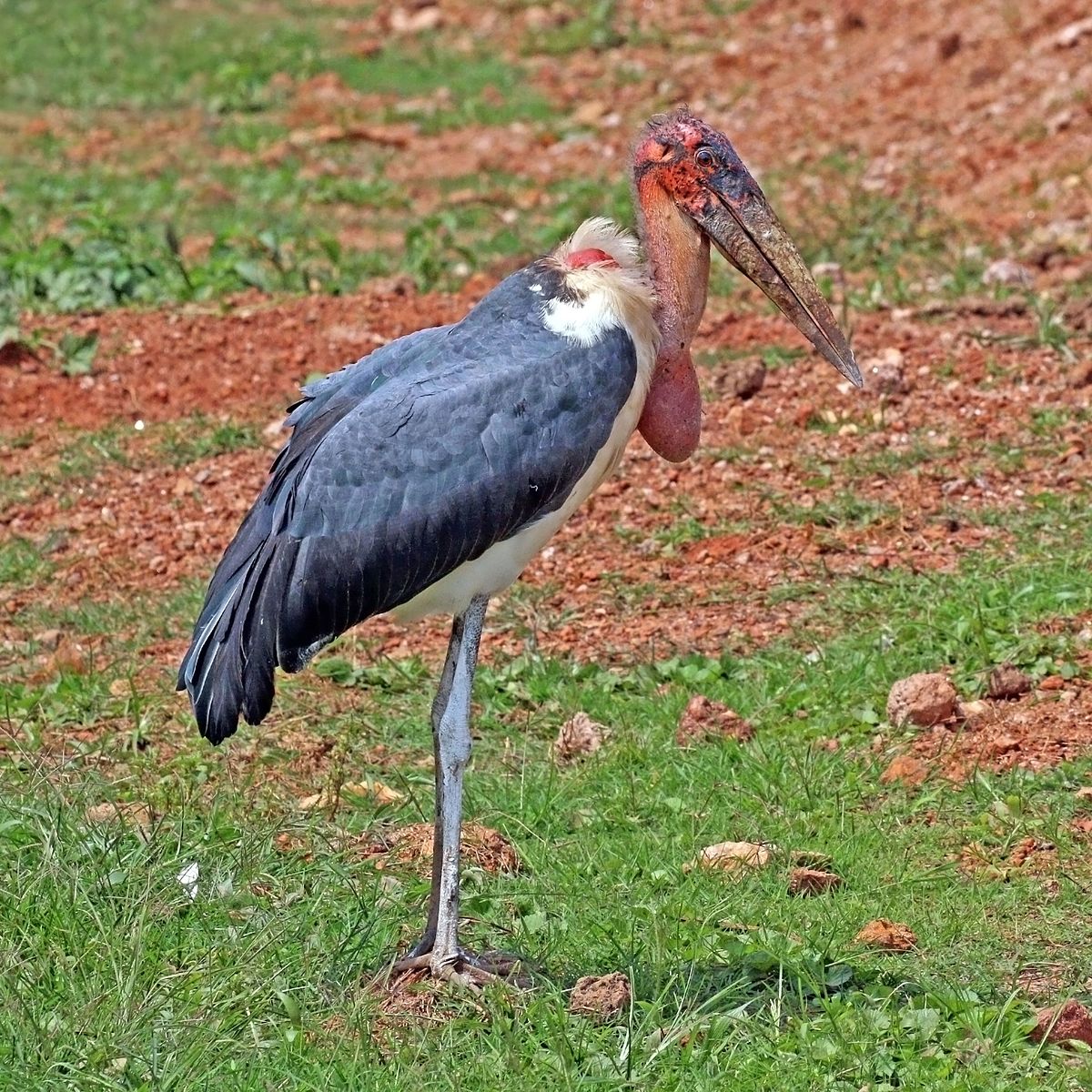 Leptoptilos Crumenifer Wikimedia Commons