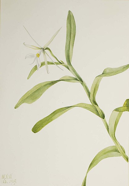 File:Mary Vaux Walcott - White Epidendrum (Epidendrum nocturnum) - 1970.355.674 - Smithsonian American Art Museum.jpg