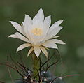 White-flowered form