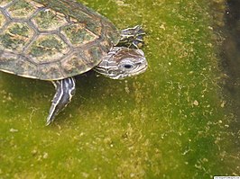 Balkanbeekschildpad