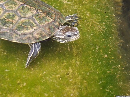 Mauremys rivulata