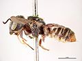 Miniatuur voor Megachile fultoni