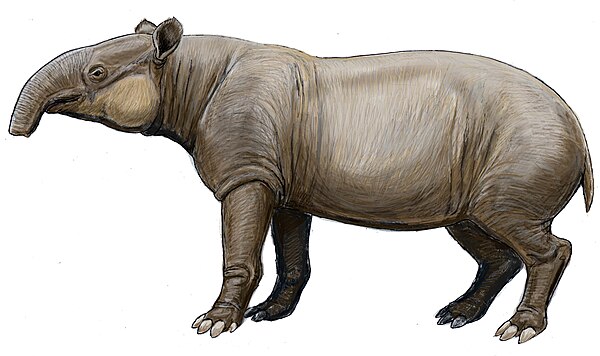 Giant tapir (Tapirus augustus) restoration