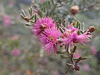 Melaleuca concinna