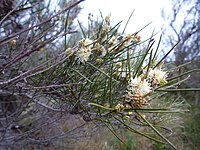 Melaleuca osullivani