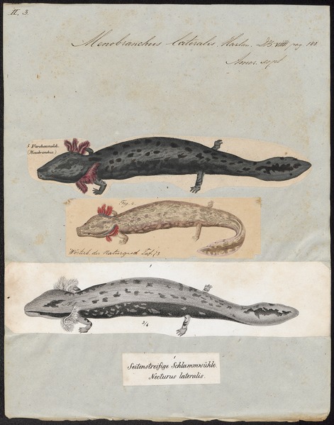 File:Menobranchus lateralis - 1700-1880 - Print - Iconographia Zoologica - Special Collections University of Amsterdam - UBA01 IZ11400157.tif