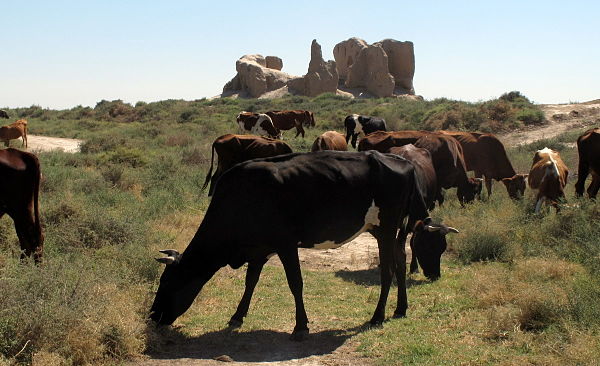 Cattle grazing next to ruins in Merv