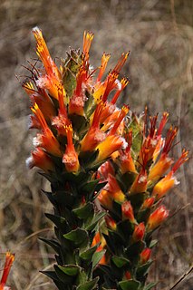 <i>Mimetes capitulatus</i> The conical pagoda is a shrub in the family Proteaceae from the Western Cape province of South Africa