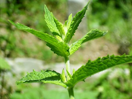 Mentha spicata