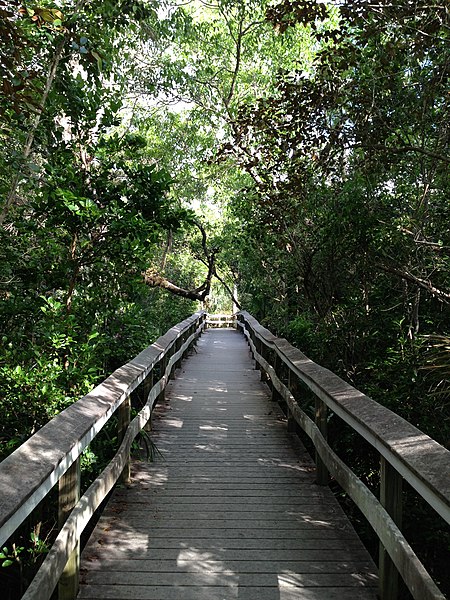 File:Mohogany Trail Everglades - panoramio.jpg