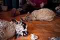 Kartáčování srsti kašmírských koz v Mongolsku
