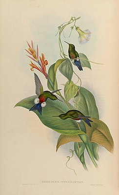 Copper-Bellied Panty Hummingbird illustrated by John Gould and Henry Constantine Richter