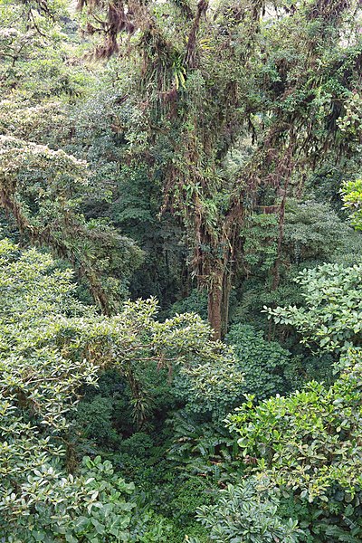 File:Monteverde Cloud Forest 02.jpg