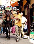 Mule moving goods in the car-free Medina quarter in Fez, Morocco (2006)