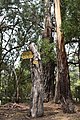 English: Directional signs fastened to a tree at Mount Macedon, Victoria