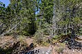 * Nomination Mount Magurie Trail, East Sooke Regional Park, British Columbia, Canada --Podzemnik 00:15, 9 July 2018 (UTC) * Promotion Very nice, Good Quality -- Sixflashphoto 00:41, 9 July 2018 (UTC)