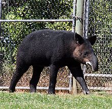 A mountain tapir, the woolliest and most threatened species of tapir Mountain Tapir2.jpg