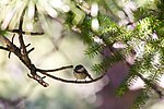 Thumbnail for File:Mountain chickadee (48408023911).jpg