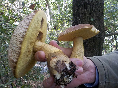 Mushrooms harvesting in Latium, Leccinellum crocipodium