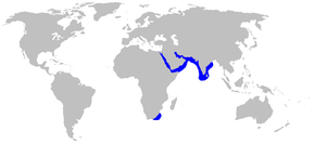 Описание изображения Mustelus mosis distmap.png.