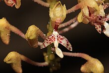 Mycaranthes oblitterata Raab Bustamante.jpg tarafından