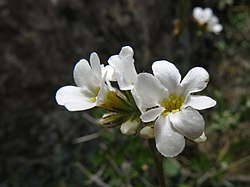 Myosotis goyenii 1415807.jpg