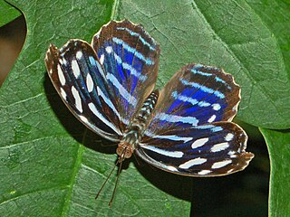 <i>Myscelia cyaniris</i> Species of butterfly