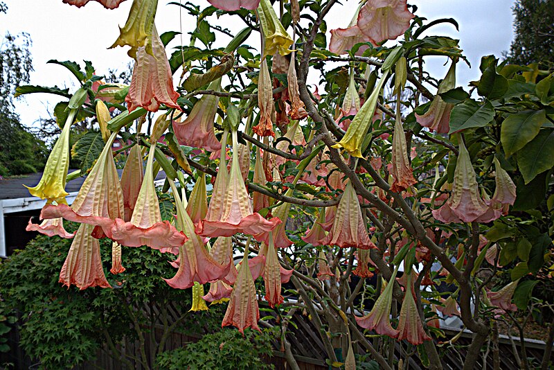 File:N20150824-0001—Brugmansia—RPBG (21246423332).jpg